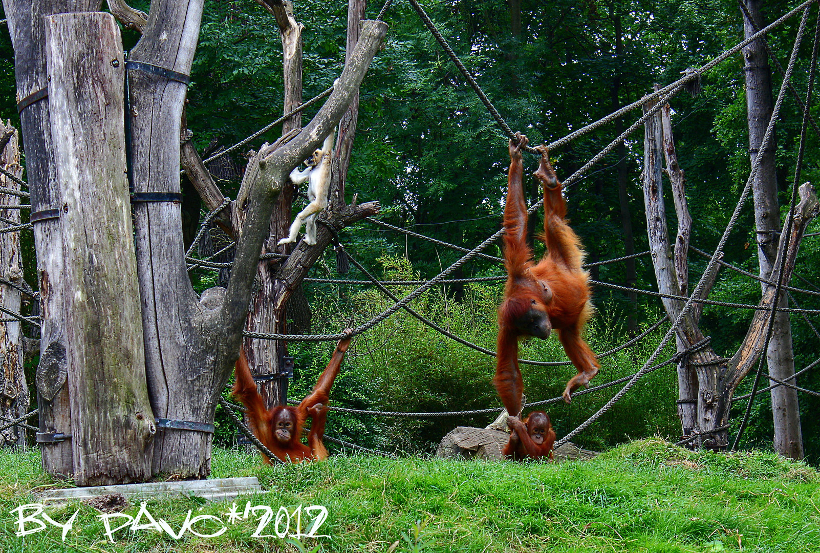 Die Orang-Utans aus dem "Pongoland" im Zoo Leipzig