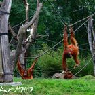 Die Orang-Utans aus dem "Pongoland" im Zoo Leipzig