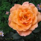 Die Orange Rose