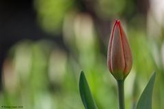 Die Orange-Rote Tulpe kurz vorm blühen