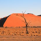 die orangefarbenen Dünen