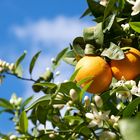 Die Orangen von Mallorca