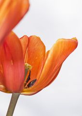 die orangene Tulpe