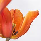 die orangene Tulpe