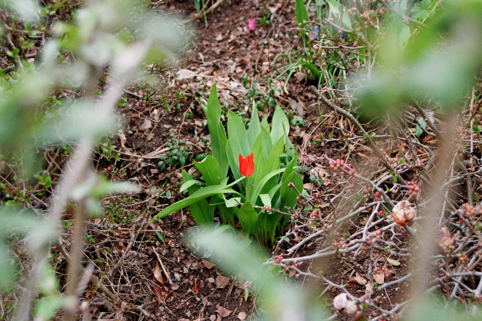 | Die orangene Tulpe |