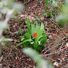 | Die orangene Tulpe |