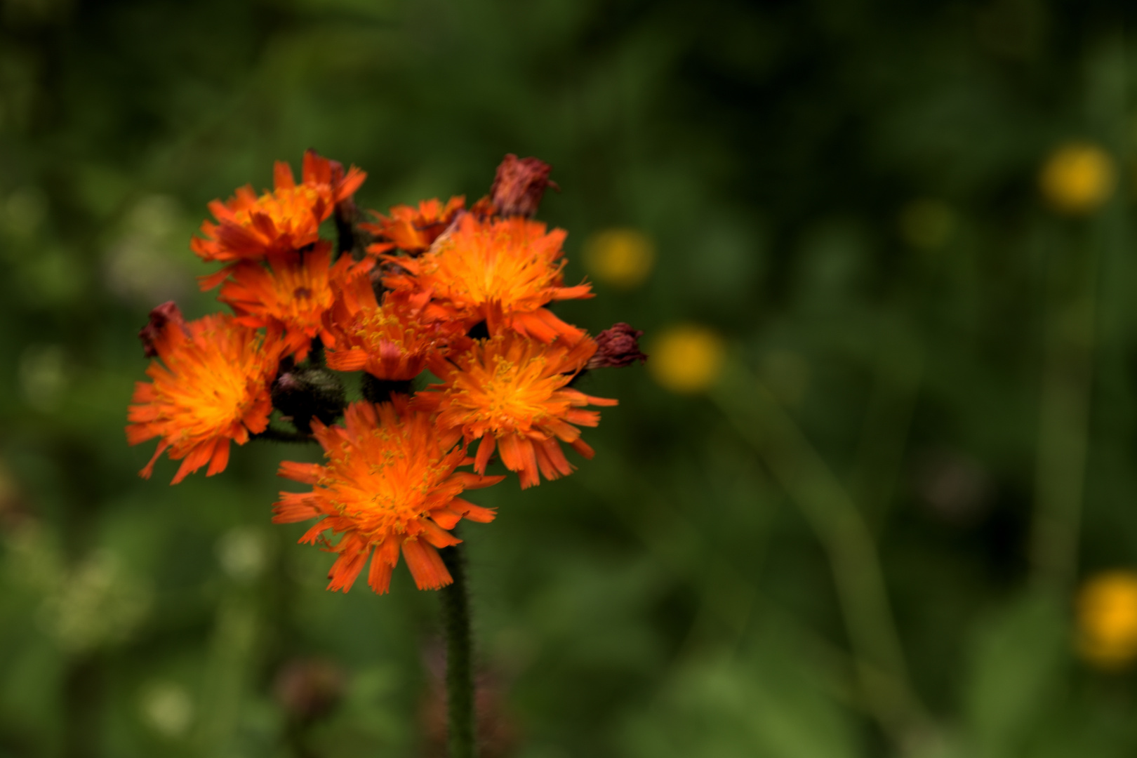 die orangene WiesenblumeD72_3288 Foto & Bild jahreszeiten, sommer