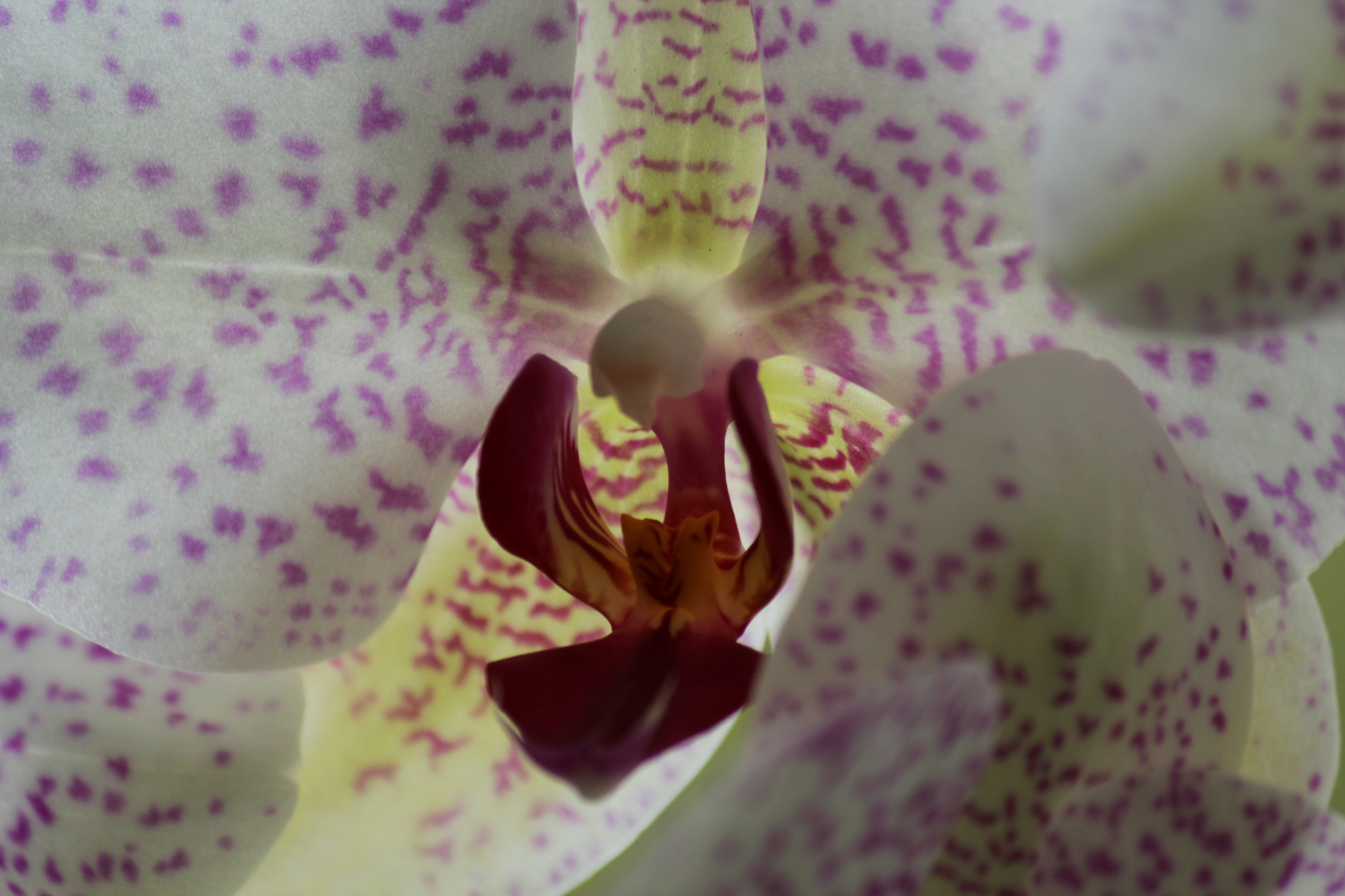 die Orchidee