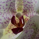 die Orchidee