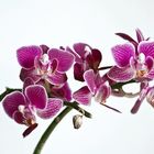 Die Orchidee