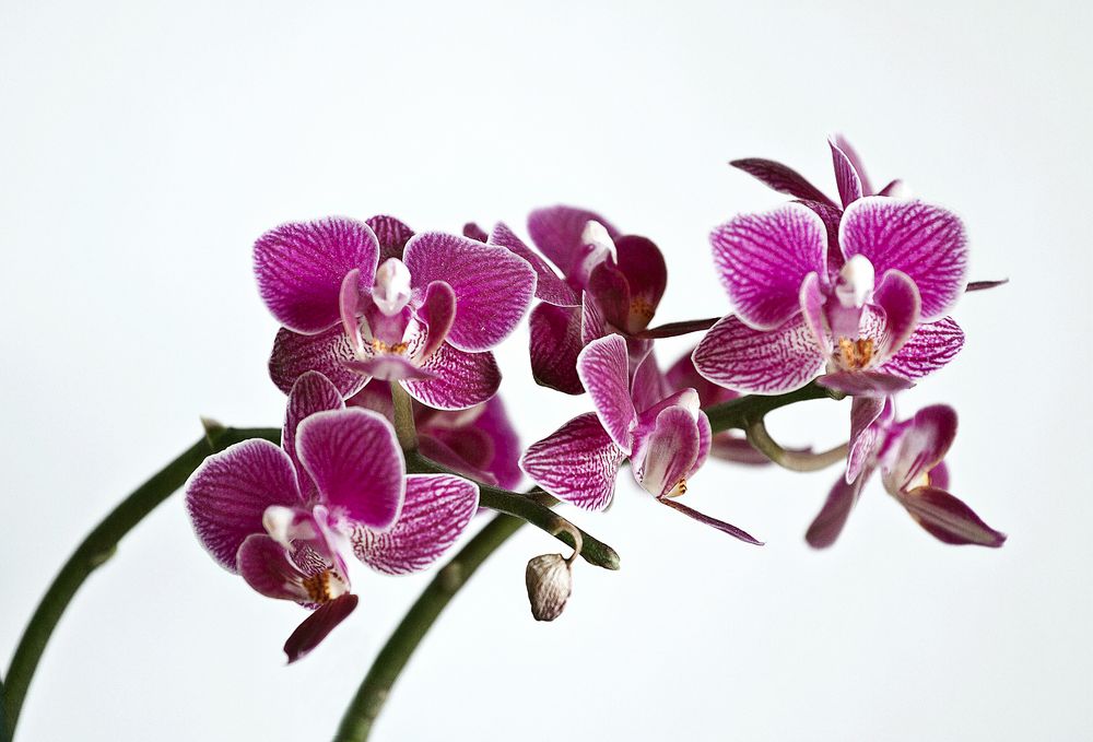 Die Orchidee