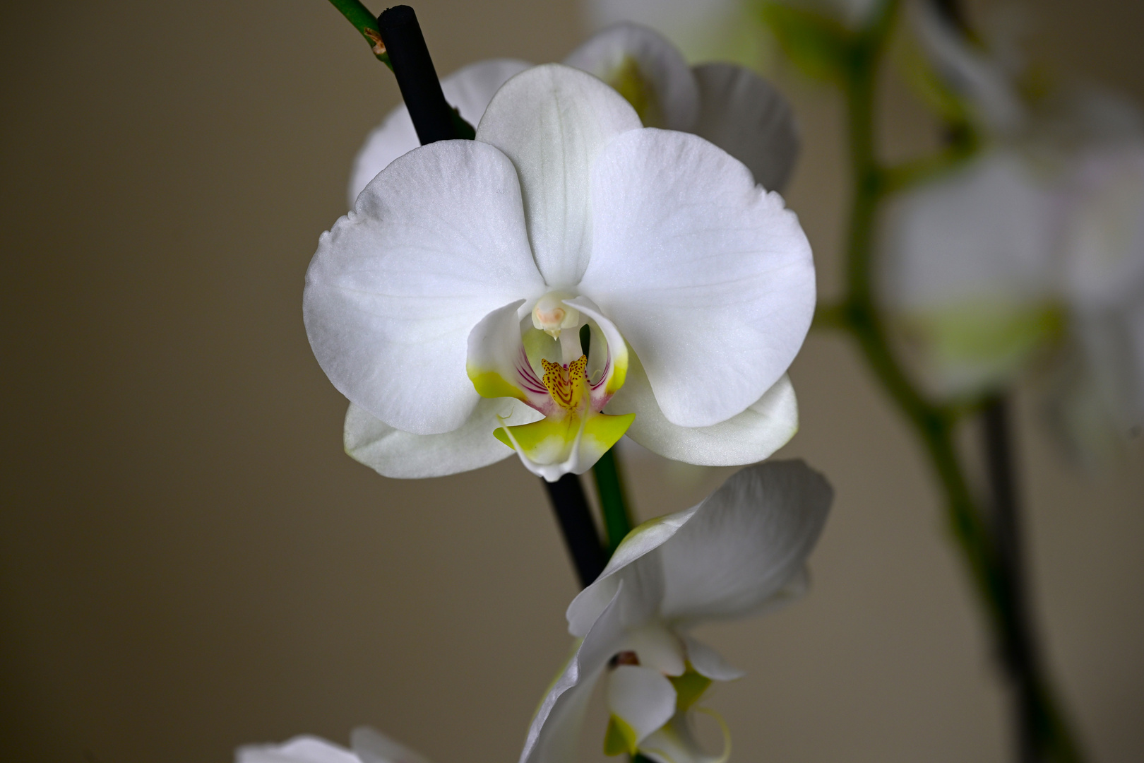 Die Orchidee