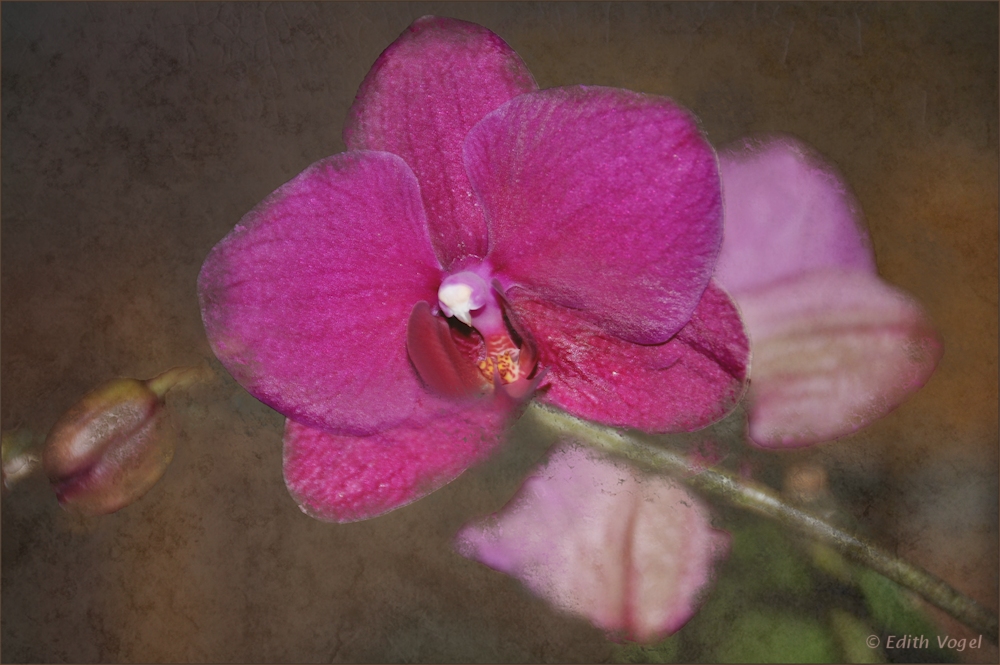die Orchidee