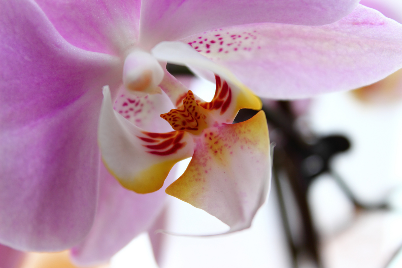 Die Orchidee