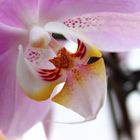 Die Orchidee