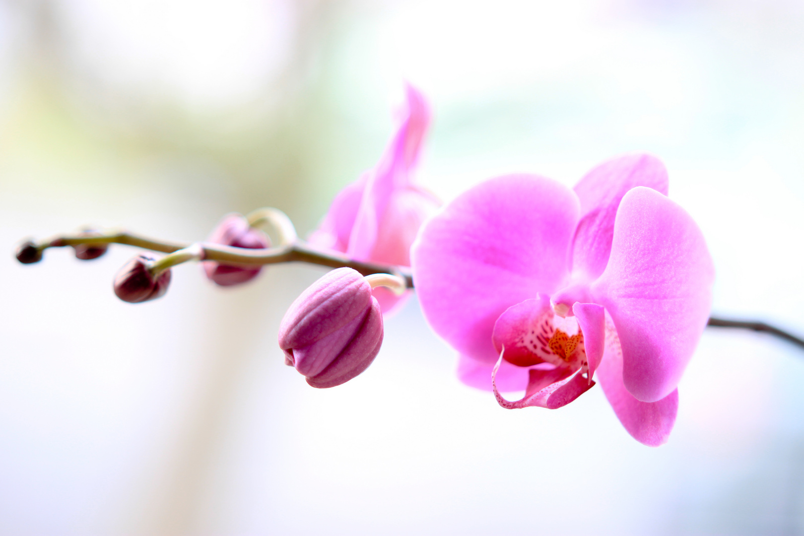 Die Orchidee