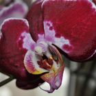 Die Orchidee