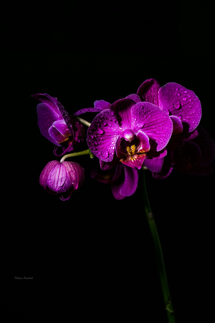 Die Orchidee 