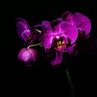 Die Orchidee 