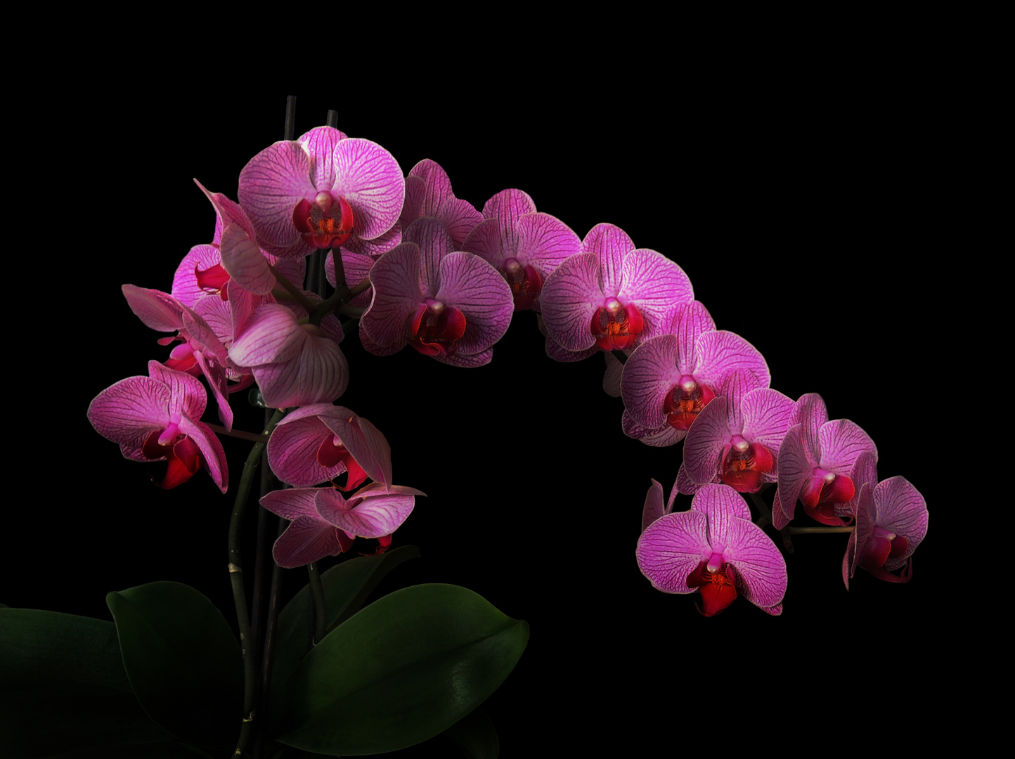 "Die Orchidee"