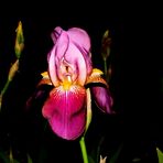 Die Orchidee des Nordens: Iris barbata/ Bartiris