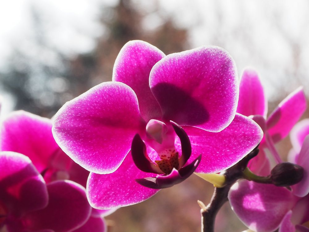 Die Orchidee im Ganzen