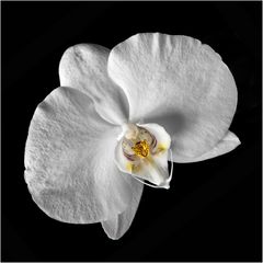 Die Orchidee ist als Zeichen für edel, teuer und kostbar ein wahrer Inbegriff.
