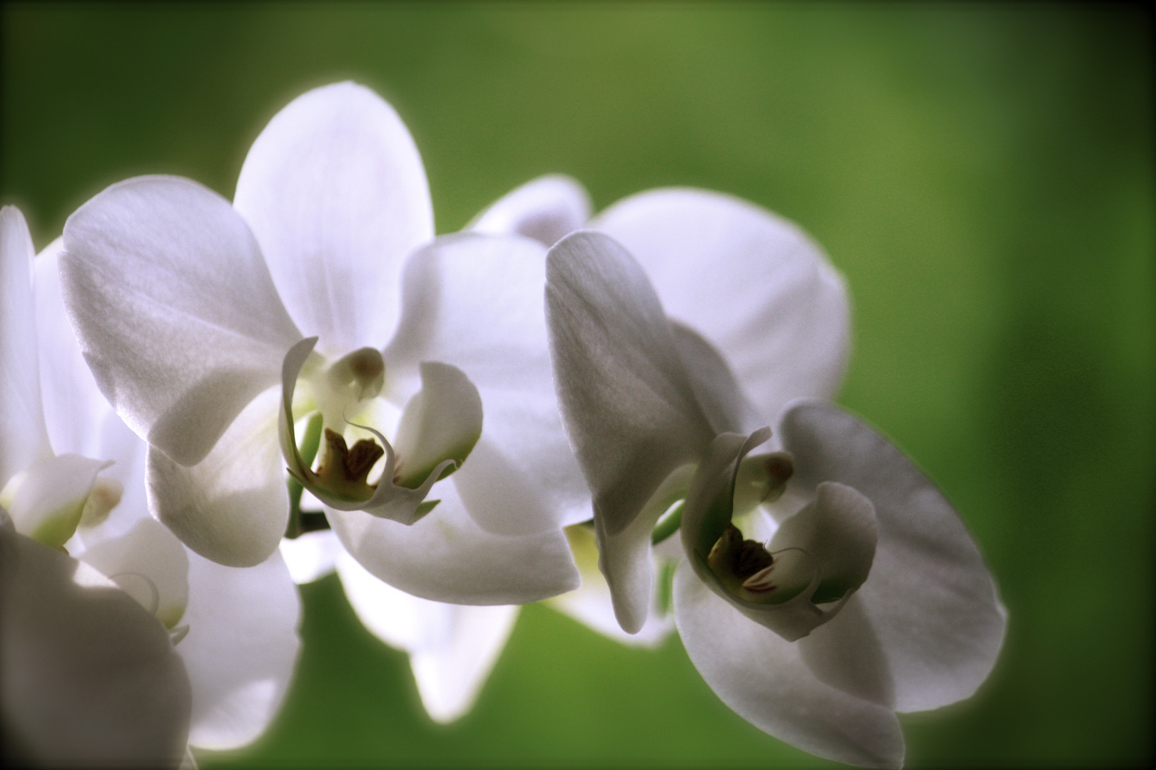 die Orchidee / la Orquídea