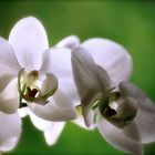 die Orchidee / la Orquídea