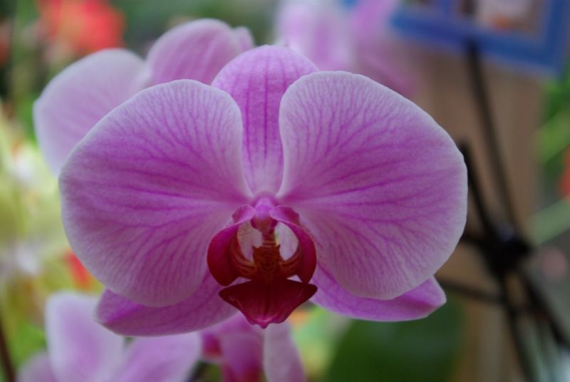 Die Orchidee meiner Mutter