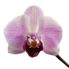 Die Orchidee meiner Oma