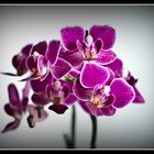 Die Orchidee Teil2