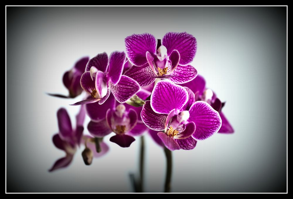 Die Orchidee Teil2