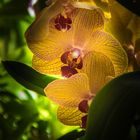 die Orchidee und das Sonnenlicht