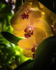 die Orchidee und das Sonnenlicht