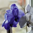 Die Orchidee vor dem Fenster