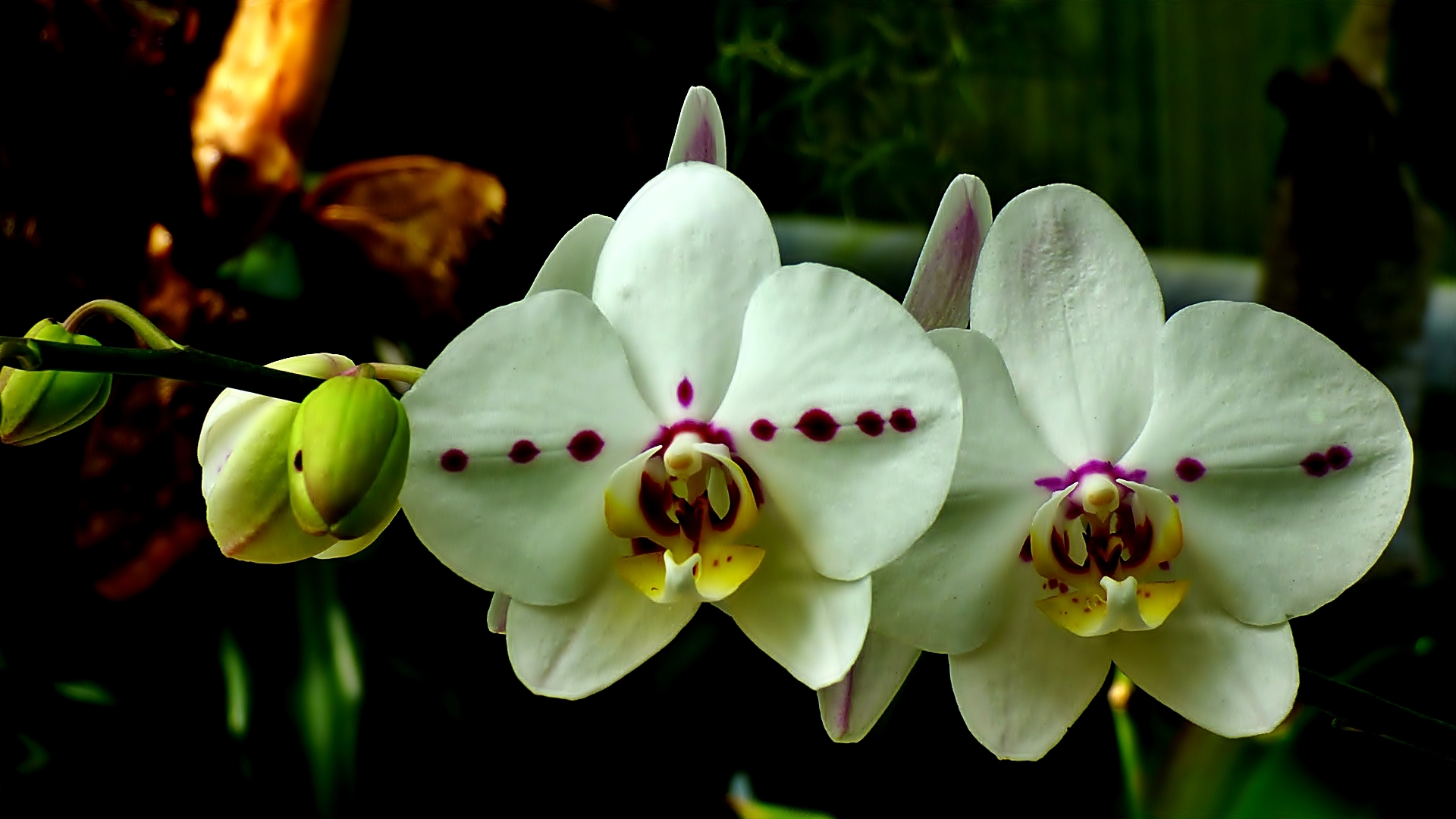 Die Orchideen . . .