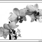 die Orchideen
