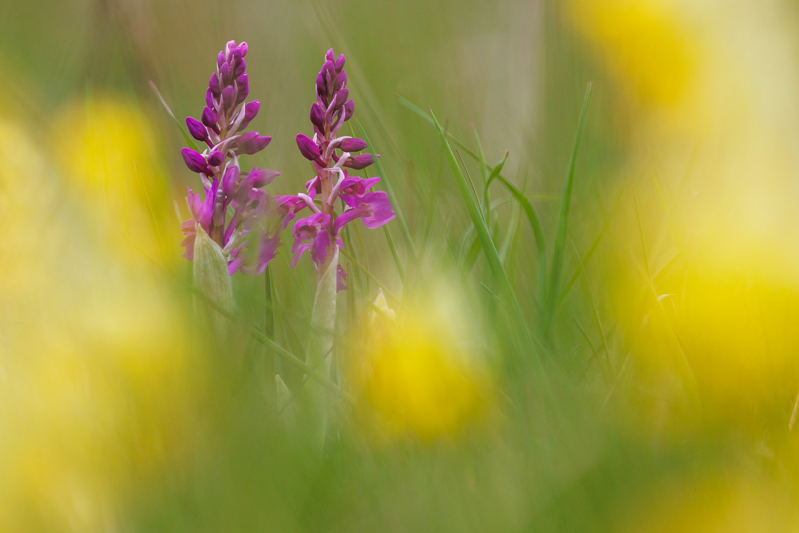 Die Orchideen blühen