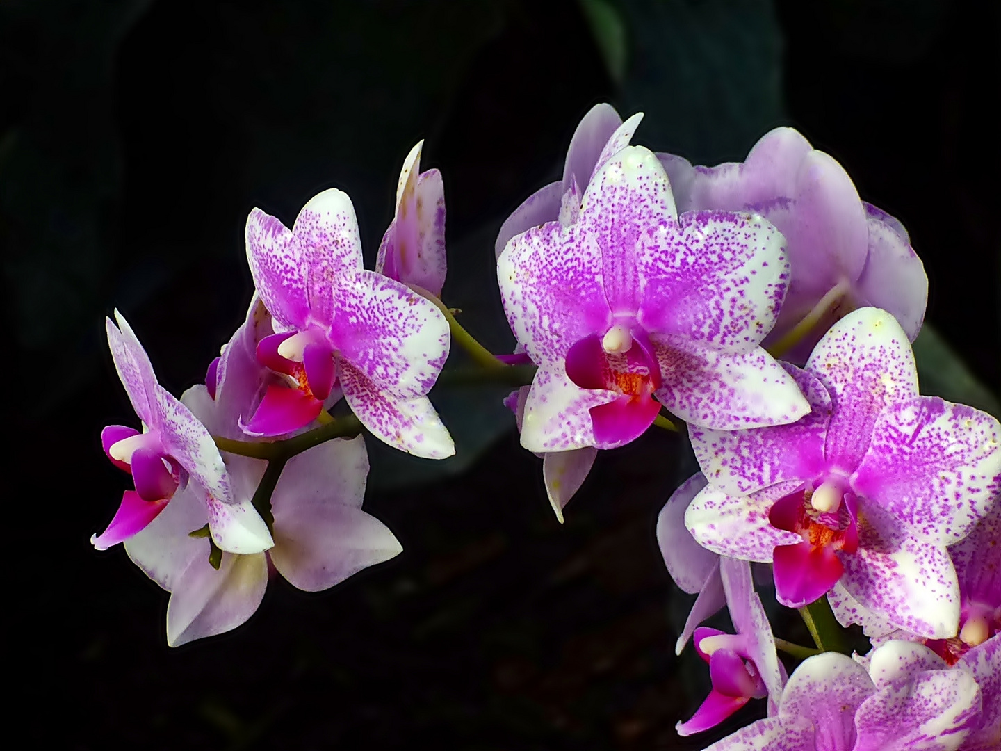 Die Orchideen . . . Foto & Bild | pflanzen, pilze & flechten, blüten- & kleinpflanzen, orchideen ...