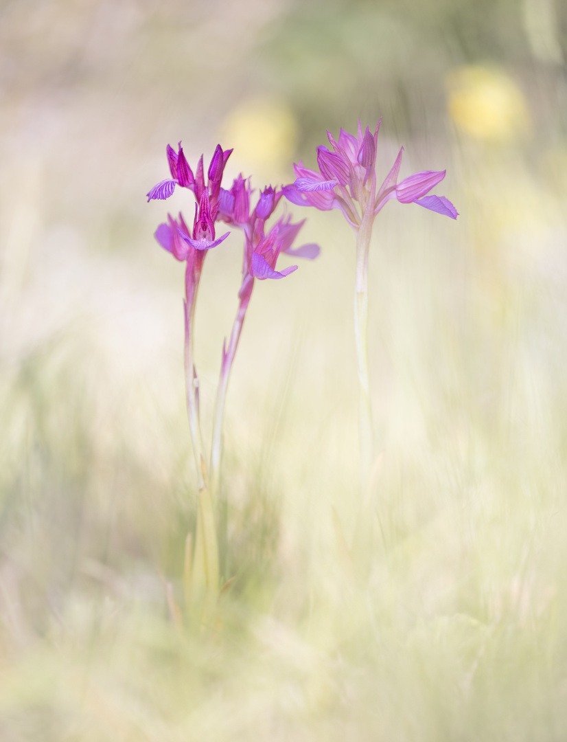 Die Orchideen der Grands Causses: Das Schmetterlings-Knabenkraut