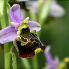 Die Orchideen sind zurück ...