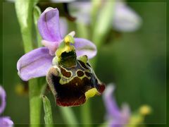 Die Orchideen sind zurück ...