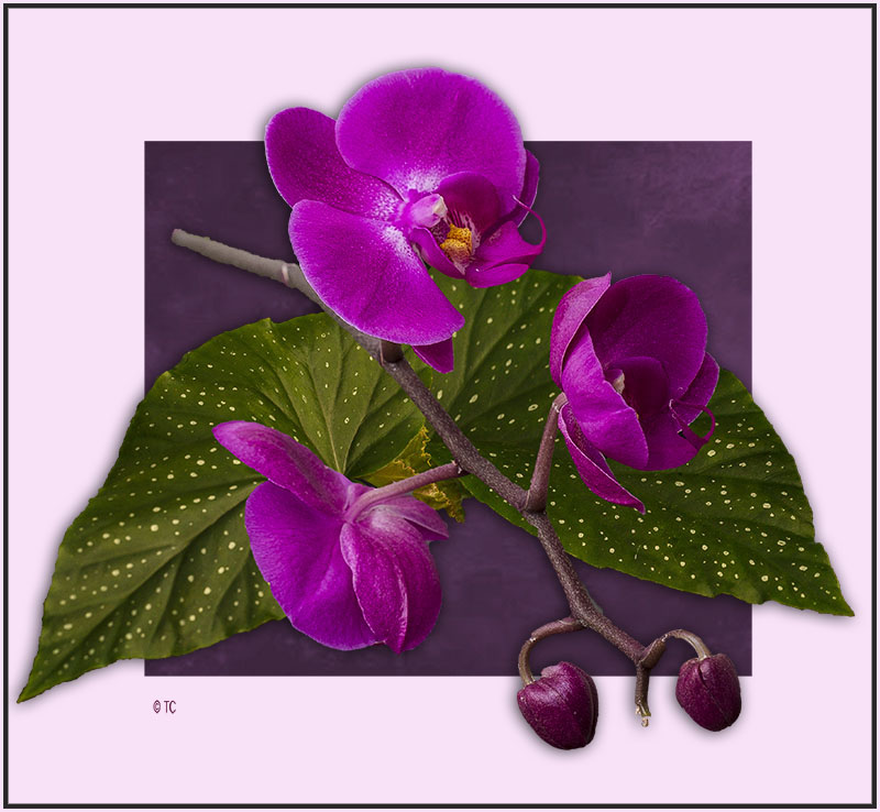 DIE ORCHIDEENBLÜTE