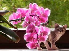 Die Orchideenkatze