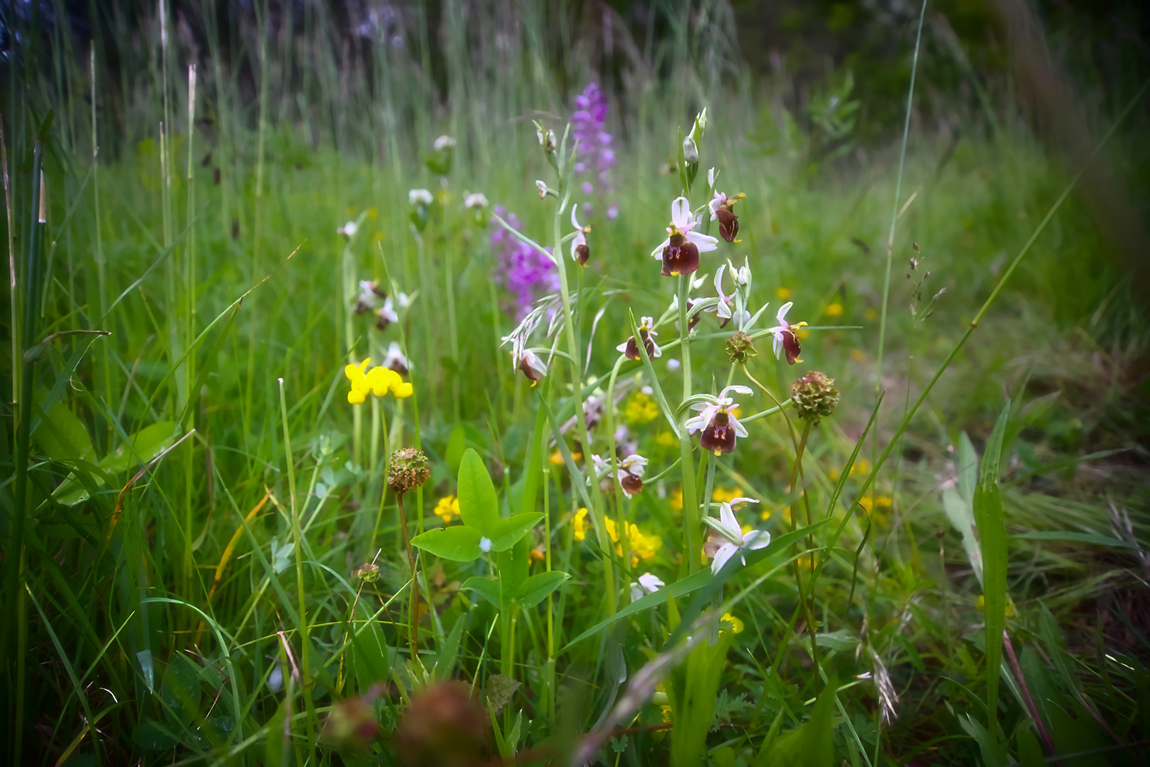 die Orchideenwiese