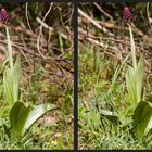 Die Orchideenzeit rückt näher