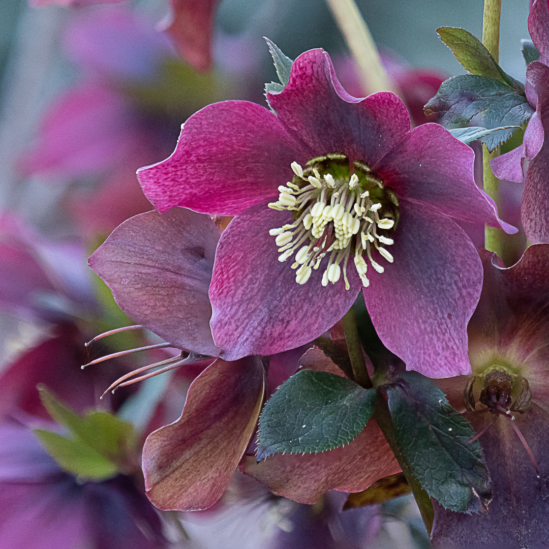 Die Orientalische Nieswurz (Helleborus orientalis), 