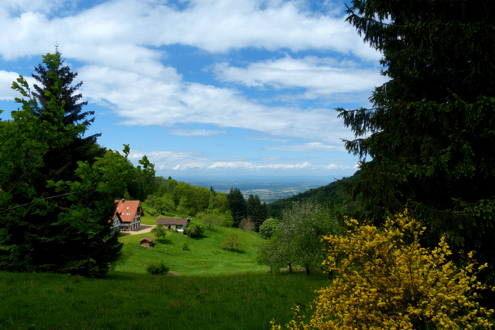 "Die Ortenau-Ausblick in die Rhein-Ebene"