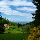 "Die Ortenau-Ausblick in die Rhein-Ebene"